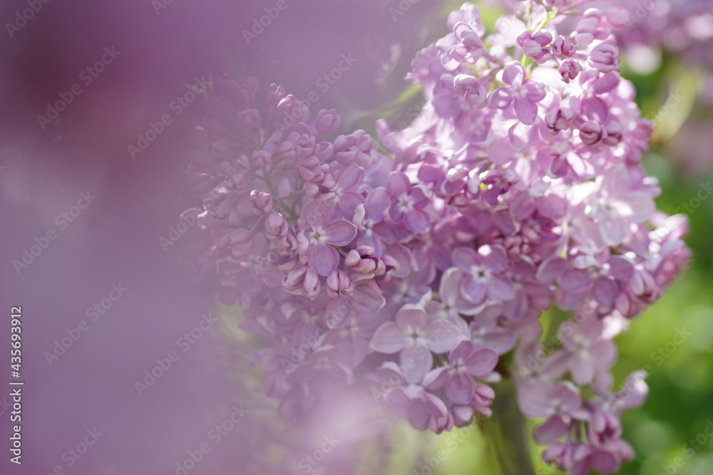 Blooming lilac bushes in spring