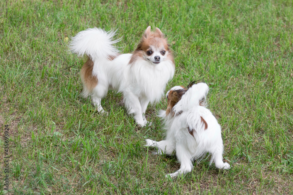 Cute continental toy spaniel puppy and chihuahua puppy are playing on a green grass in the summer park. Pet animals. Cute continental toy spaniel puppy and chihuahua puppy are playing on a green grass in the summer park. Pet animals.
