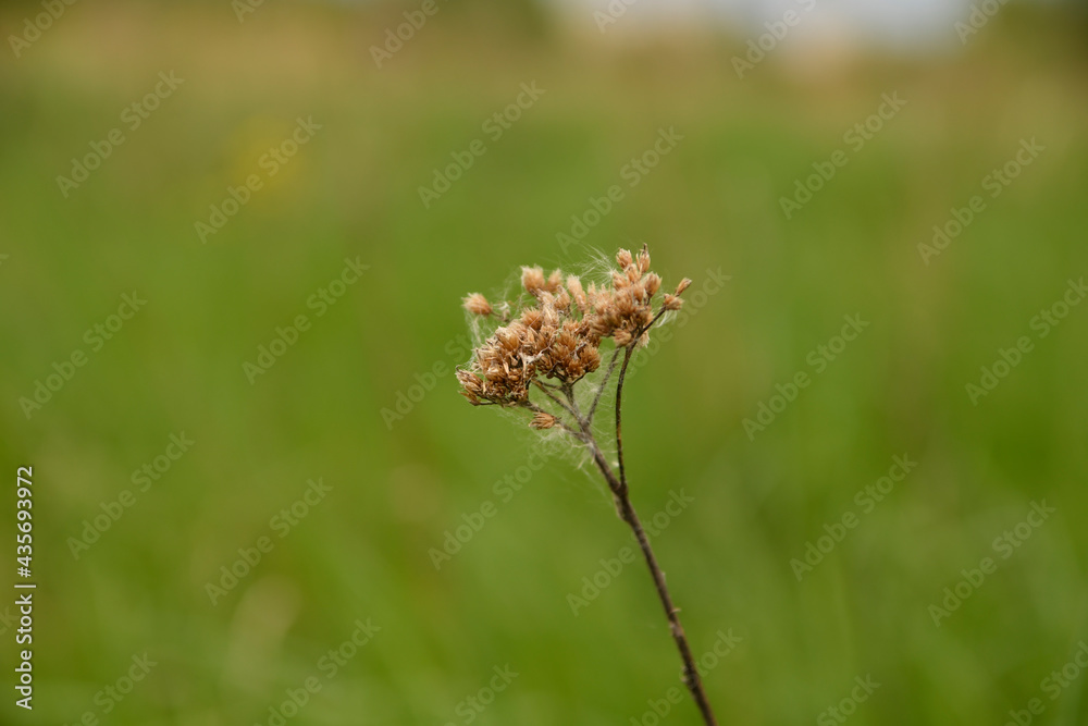 Dry flowers of yarrow. Flowers covered with cobwebs. Close-up. Green background. Dry flowers of yarrow. Flowers covered with cobwebs. Close-up. Green background.