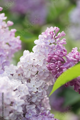 Blooming lilac bushes in spring