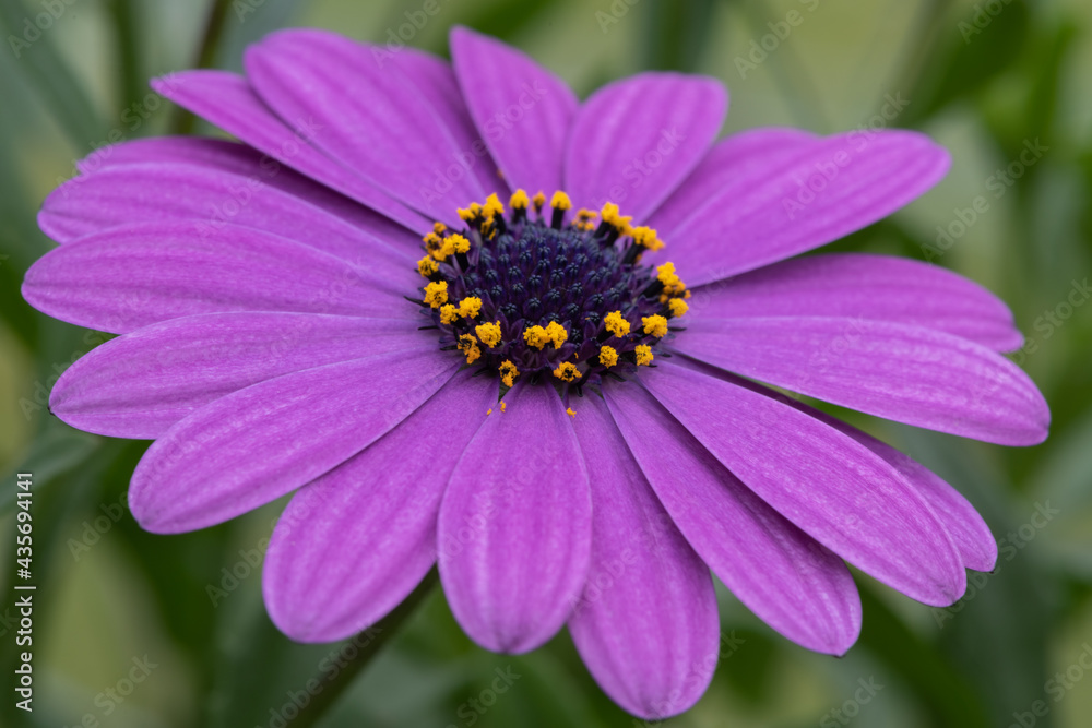 Close up of an African daisy (osteospermum) flower in bloom Close up of an African daisy (osteospermum) flower in bloom