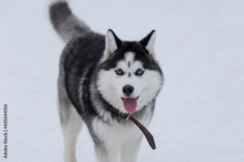 Cute siberian husky puppy with blue eyes is looking at the camera in the winter park. Sled dog. Pet animals.