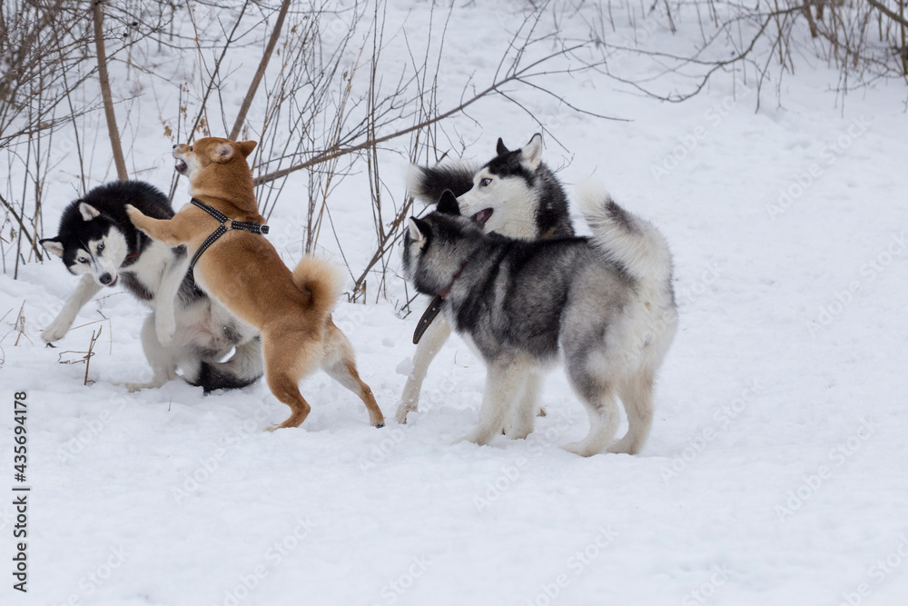 Shiba inu puppy and three siberian husky puppies are playing in the winter park. Pet animals.