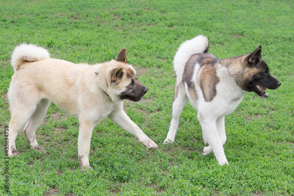Two american akita puppies are playing on a green grass in the summer park. Pet animals.