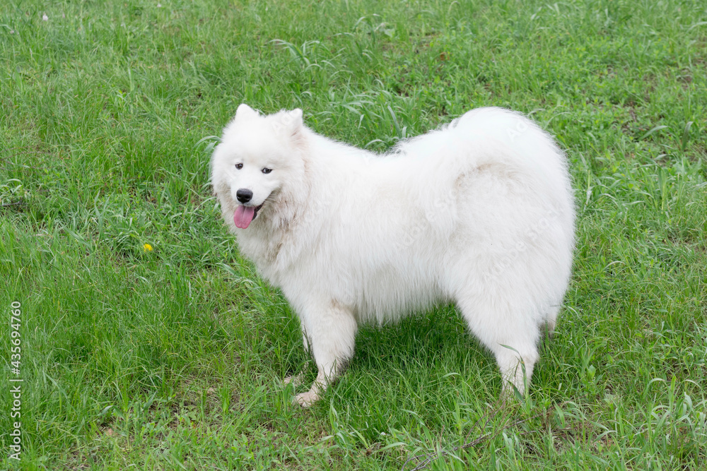 Cute samoyed dog puppy is looking at the camera. In the summer park. Pet animals. Cute samoyed dog puppy is looking at the camera. In the summer park. Pet animals.