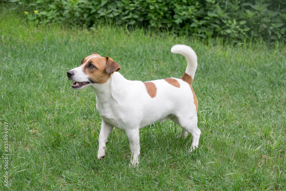 Cute jack russell terrier puppy is standing on a green grass in the summer park. Pet animals.