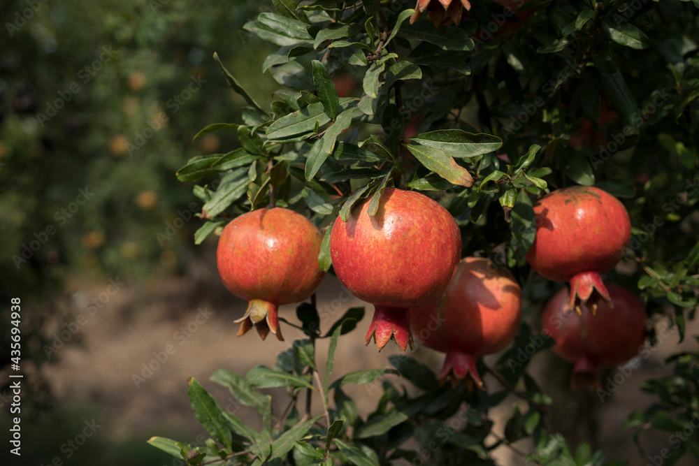 Pomegranate tree plantation on picking season Pomegranate tree plantation on picking season