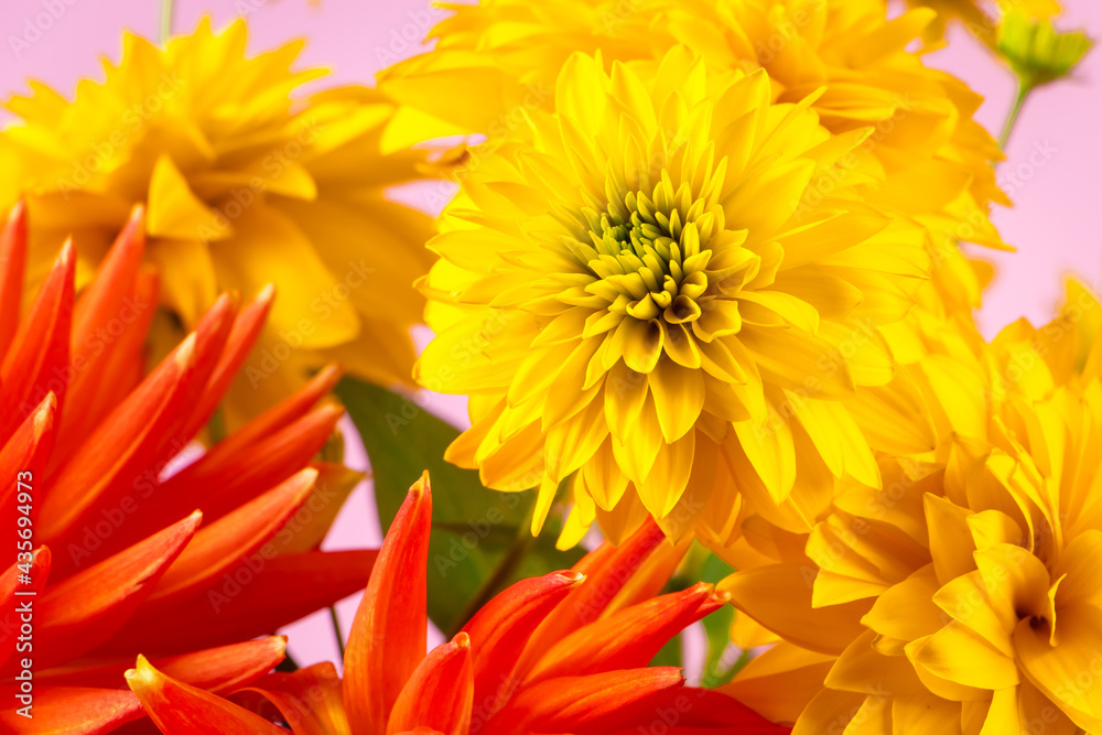 Summer concept. Yellow chrysanthemums and dahlias on bright background. Greeting postcard. Summer concept. Yellow chrysanthemums and dahlias on bright background. Greeting postcard.