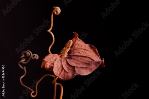 Beautiful background with wilted anthurium; flamingo lily