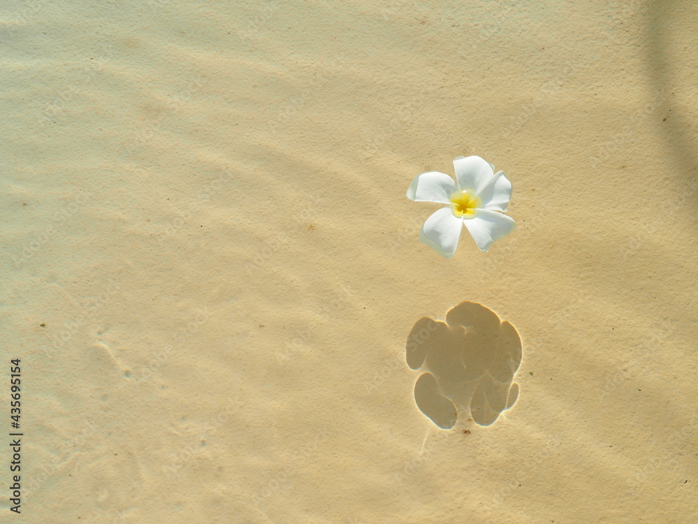 White flower (Plumeria and Frangipani) on water and shadow on floor in morning light with copy space. Flower texture background. Spa relaxing concept. White flower (Plumeria and Frangipani) on water and shadow on floor in morning light with copy space. Flower texture background. Spa relaxing concept.