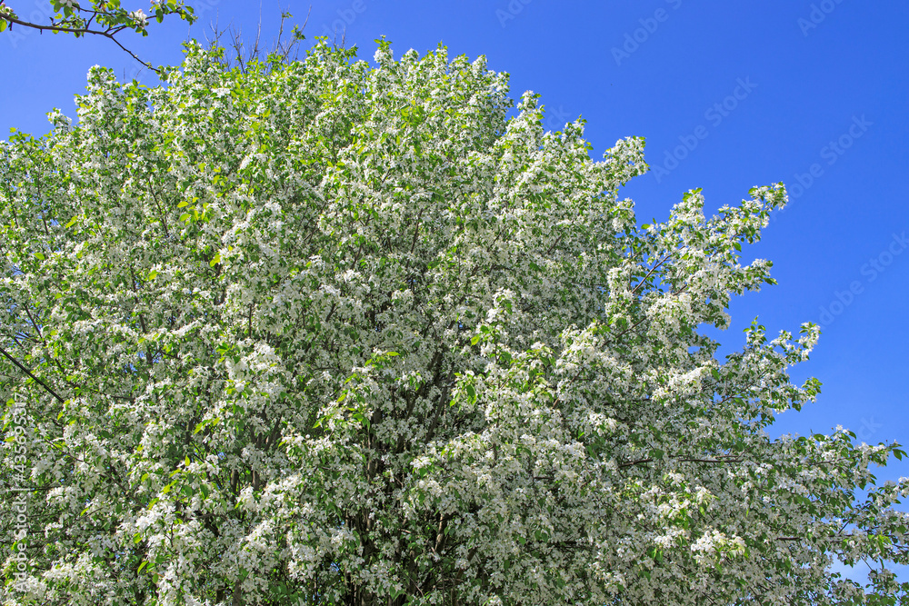 Bird cherry tree in bloom against a blue sky in spring