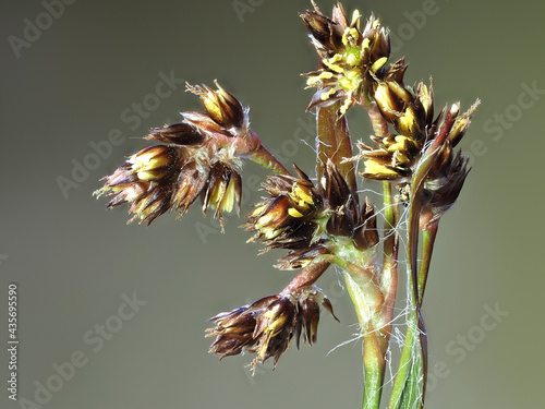 Feld-Hainsimse (Luzula campestris) photo