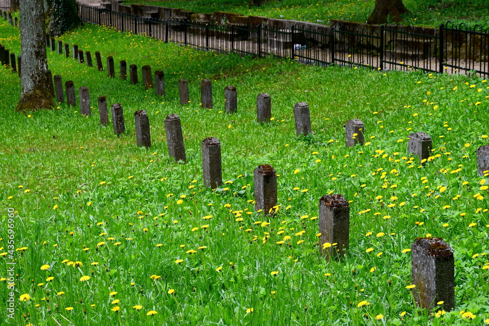 Obraz premium View of an old abandoned cemetery full of stone graves covered with shrubs, flowers, grass, and other flora spotted in the middle of a dense forest or moor in spring in a Polish countryside