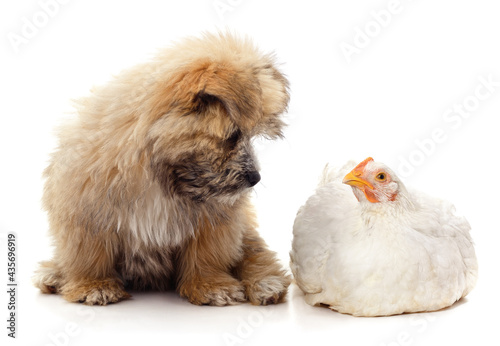 Cute puppy and white chicken.