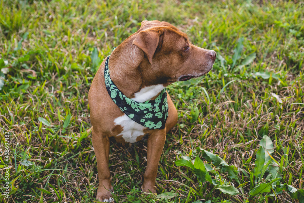 Docile and loving pitbull, man's best friend Docile and loving pitbull, man's best friend