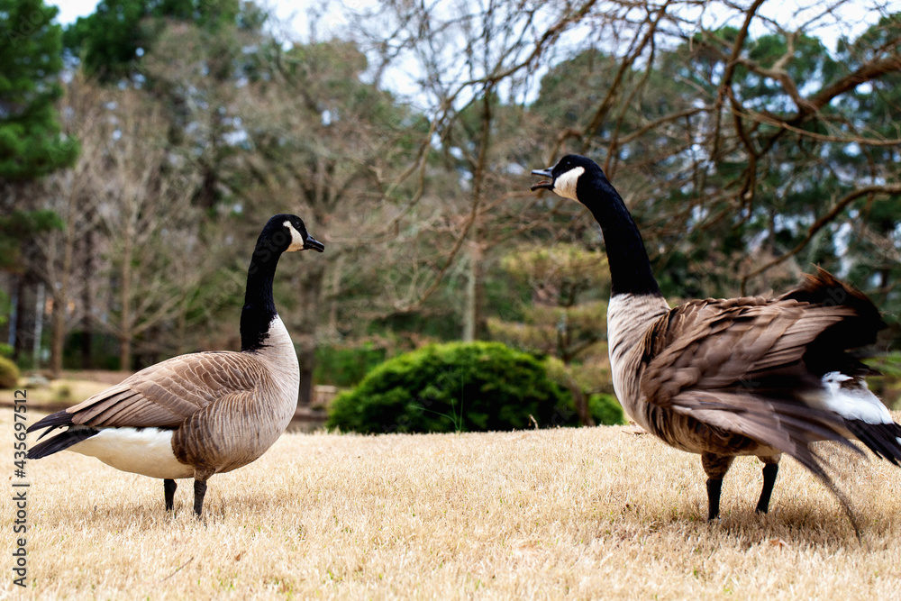 country goose family