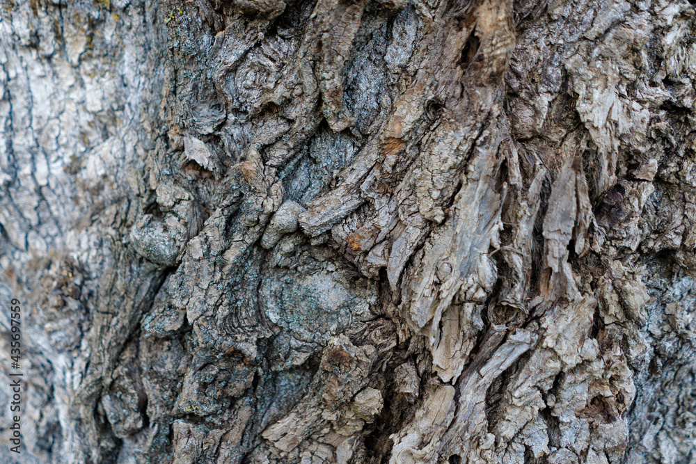 Embossed texture of brown tree bark with green blue moss on it. Horizontal photograph of the texture of the bark of a tree. Embossed creative texture of old oak bark. tree bark Embossed texture of brown tree bark with green blue moss on it. Horizontal photograph of the texture of the bark of a tree. Embossed creative texture of old oak bark. tree bark