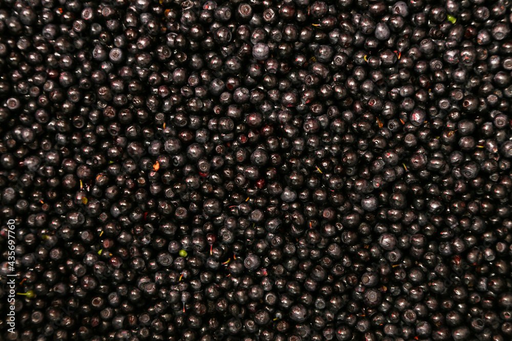 Lots of ripe and juicy freshly picked blueberries Lots of ripe and juicy freshly picked blueberries