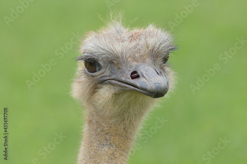 Female ostrich portrait with green background. 