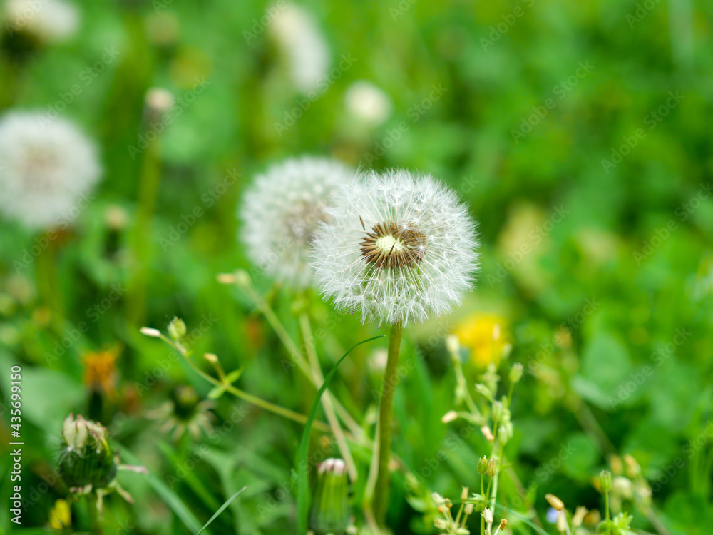 Dandelion blowball with seed heads on green meadow Dandelion blowball with seed heads on green meadow