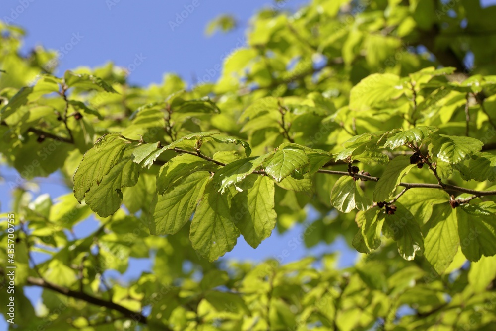 Leaves of the Persian ironwood tree, Parrotia persica Leaves of the Persian ironwood tree, Parrotia persica