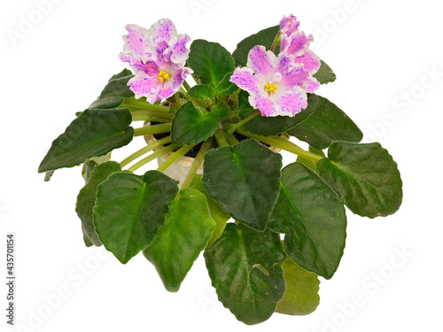 Pink Flowers with A White Border and Blue Spots Are Decorated with A Hybrid Uzambara Violet Plant. Cut On White Background photo