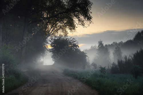 Misty way to forest