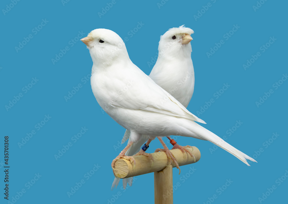 Obraz premium White canary bird perched in softbox