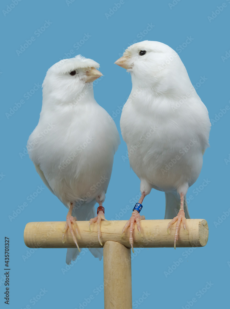 White canary bird perched in softbox White canary bird perched in softbox