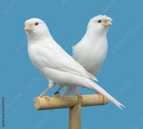 White canary bird perched in softbox