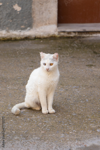Cute white cat with different colors of eyes © NIKOS