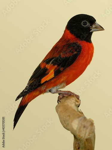 Red Siskin perched in softbox