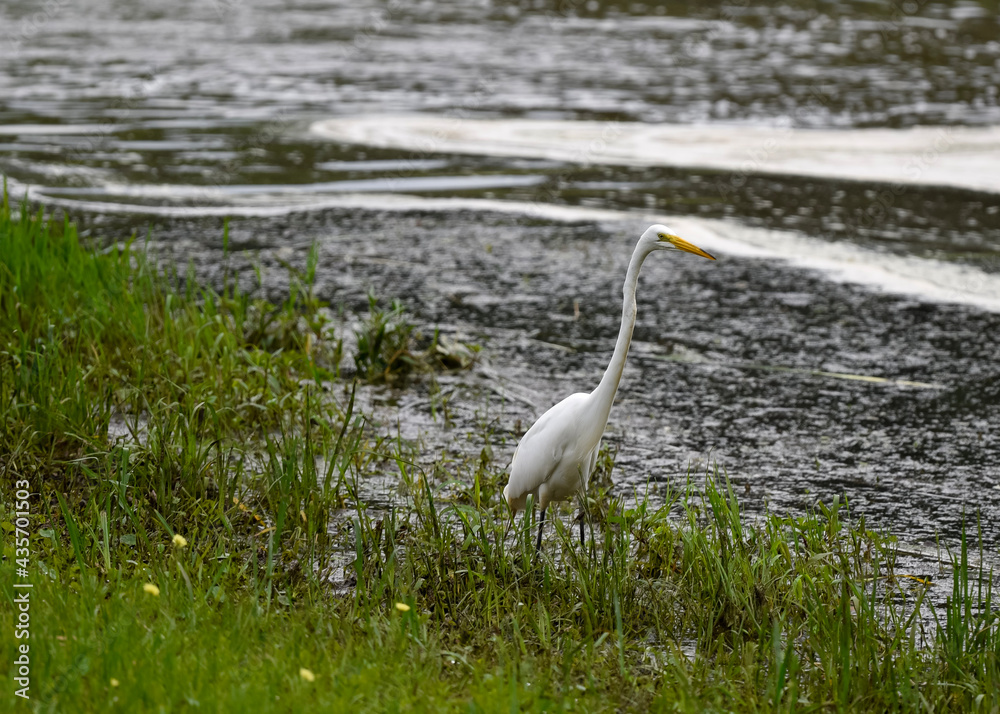 Obraz premium heron