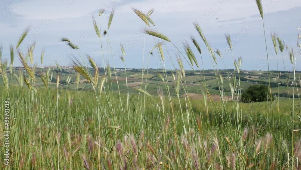 Green ears of wheat swaying in the wind and the spring countryside in the background Green ears of wheat swaying in the wind and the spring countryside in the background