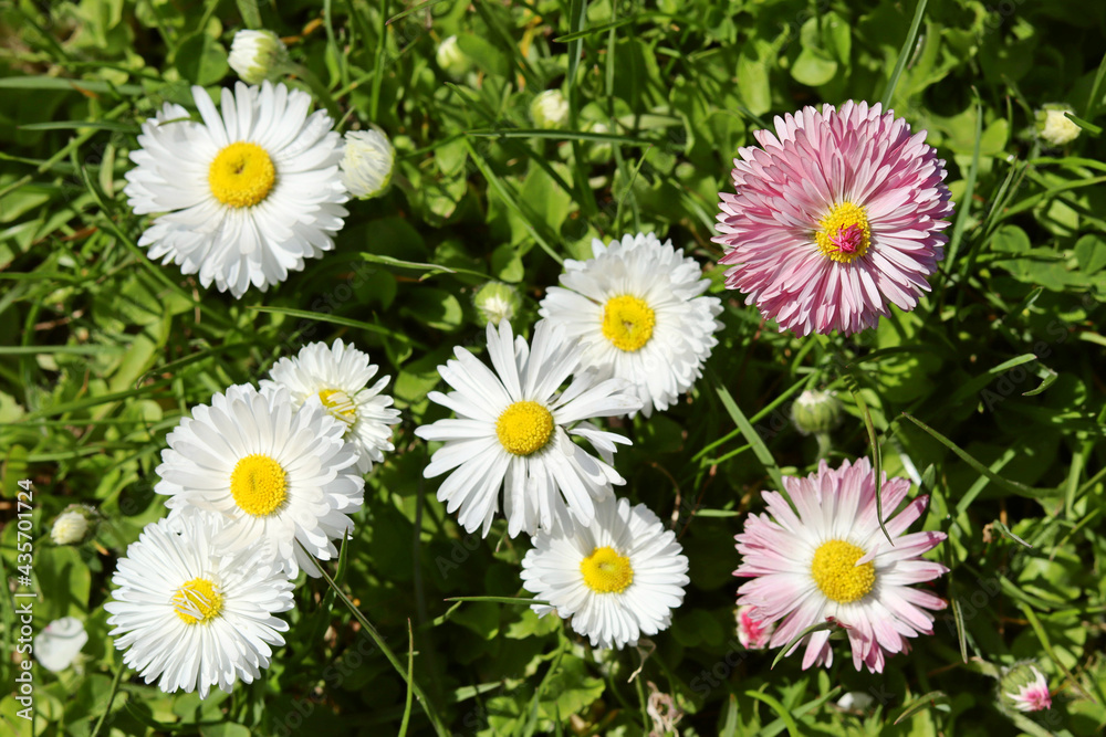 Fresh chamomile flowers on a background of green grass Fresh chamomile flowers on a background of green grass