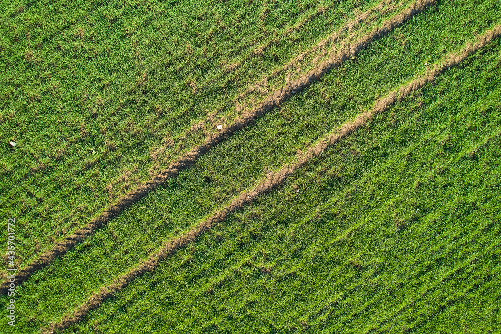 2 tractor tracks in green wheat field. Aerial view in spring may. Diagonal view. Pattern.