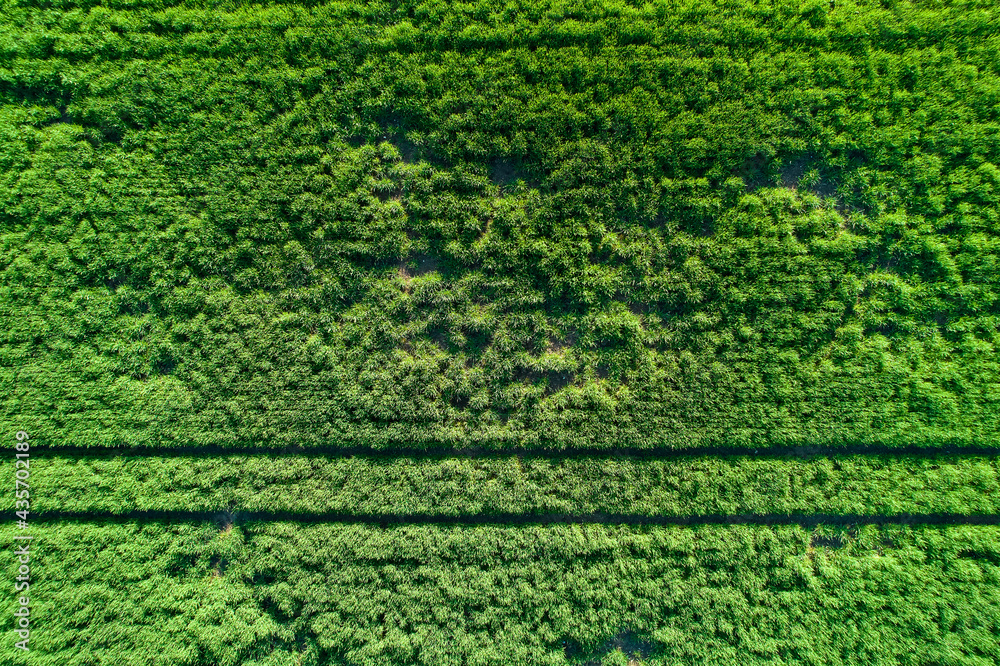 Top view of tractor tracks in green wheat field. Young grain growing in may. Aerial view. From above. Top view of tractor tracks in green wheat field. Young grain growing in may. Aerial view. From above.