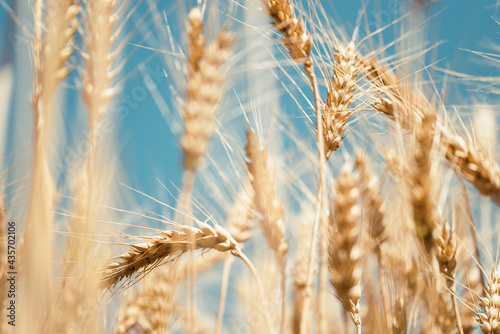 Close up of golden wheat field. Agricultural concept.