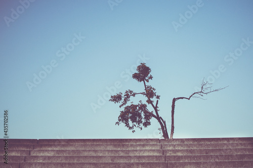 tree on stairs in the city