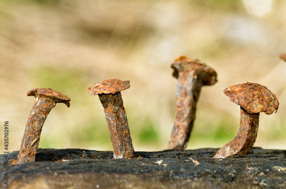 Rusty nails in a log.