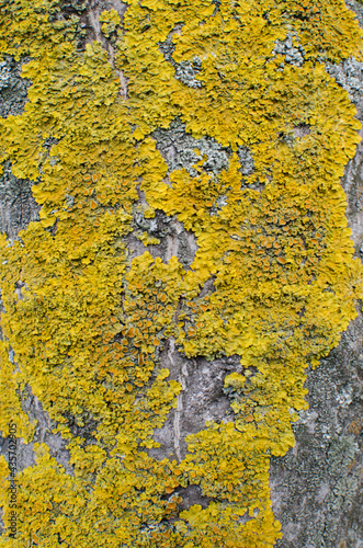 yellow bark of a tree