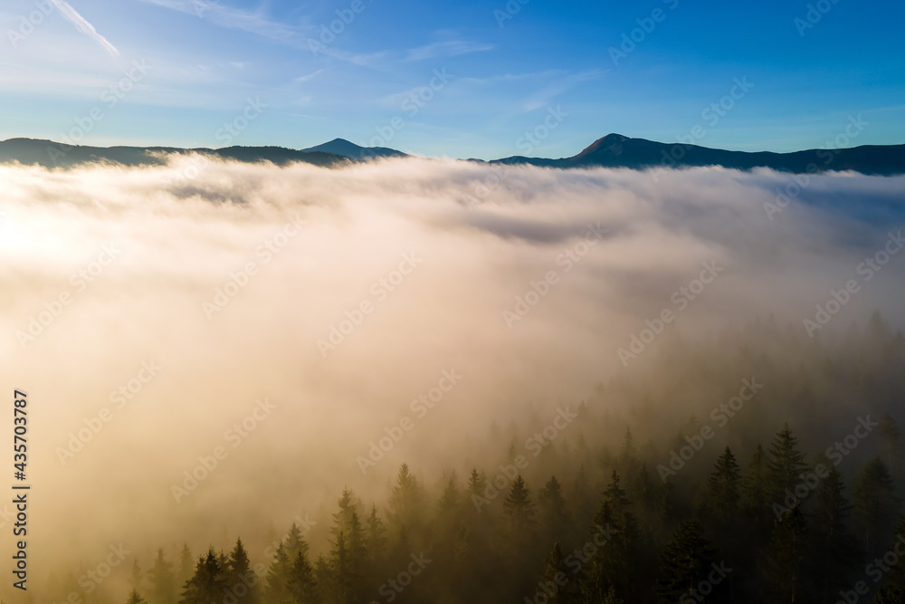 Aerial view of dark green pine trees in spruce forest in foggy fall mountains. Aerial view of dark green pine trees in spruce forest in foggy fall mountains.