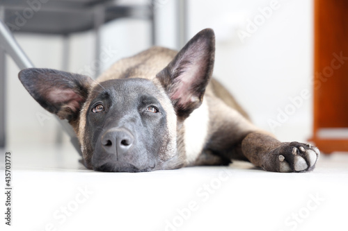 Belgian Malinois dog lying on the floor with a white background