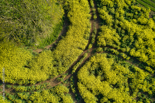 Many tractor tracks in the rape field. Trees in agriculture. Aerial view. Top view.