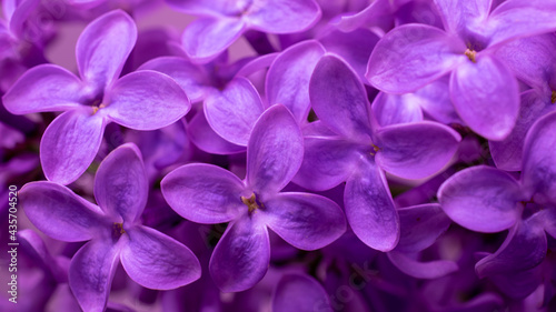 purple lilac flowers macro photo © Remigiusz