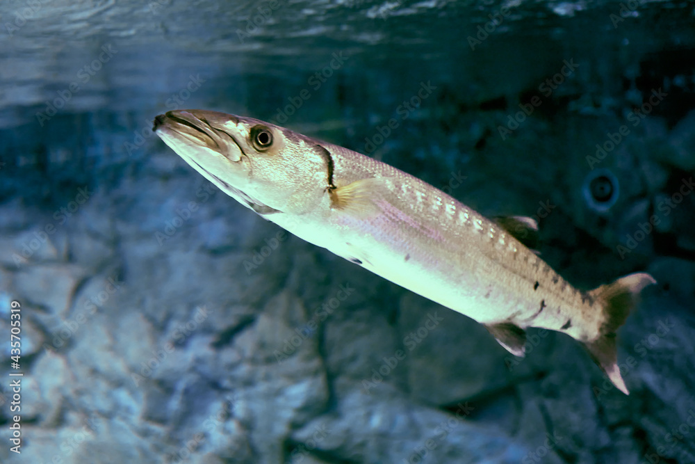 Fototapeta premium Great barracuda is large, predator ray-finned fish found in subtropical oceans around world.