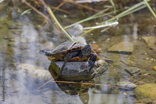 Small water turtle near the shore of a pond on a sunny day