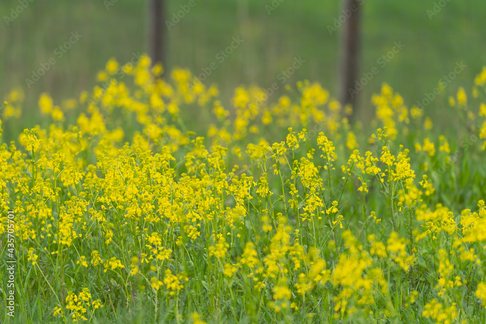 Fototapeta premium Barbarea vulgaris by a fence.