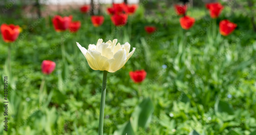 White double flower tulip in the garden, background.