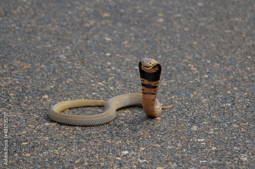Mozambican spitting Cobra on tar road in the Kruger National Park, South Africa.